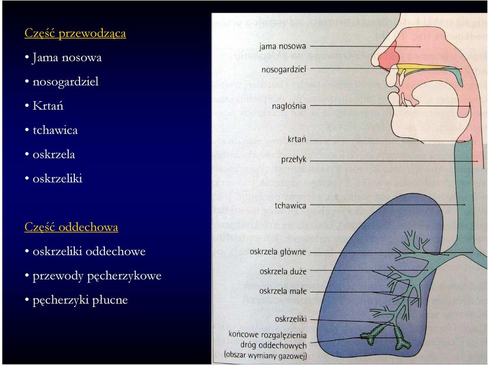 oskrzeliki Część oddechowa oskrzeliki