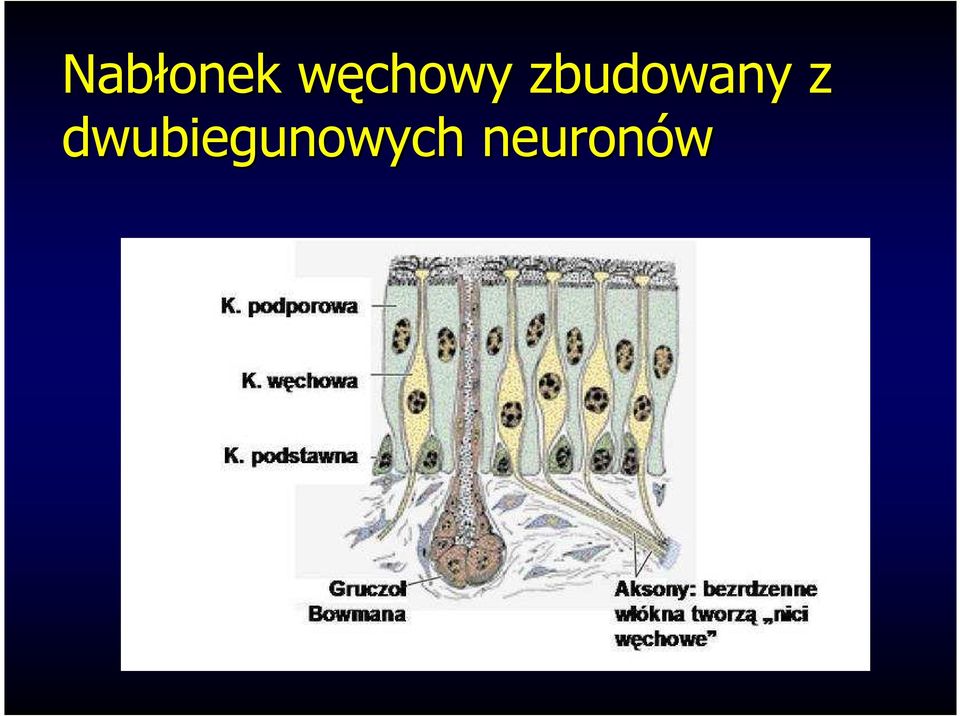 zbudowany z