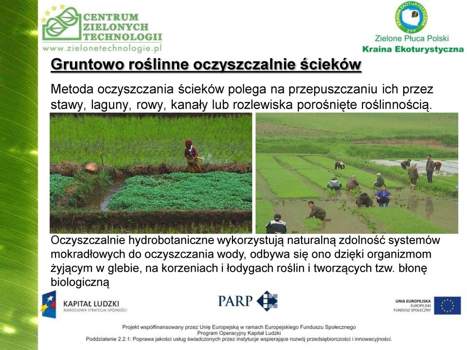 Oczyszczalnie hydrobotaniczne wykorzystują naturalną zdolność systemów mokradłowych do