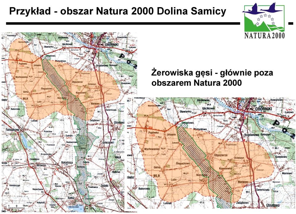 Samicy Żerowiska gęsi -