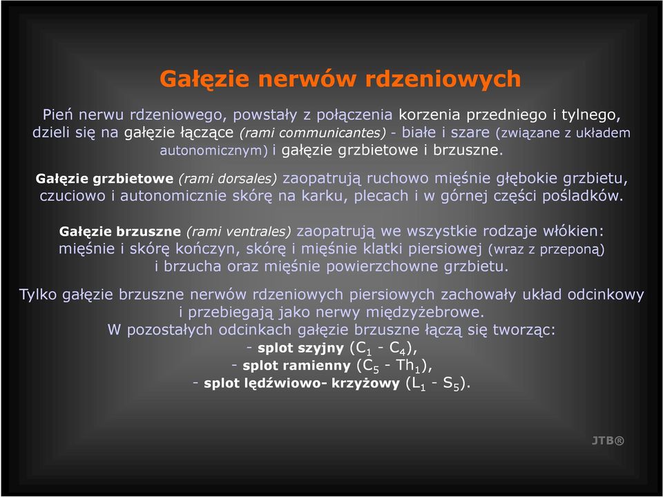 Gałęzie grzbietowe (rami dorsales) zaopatrują ruchowo mięśnie głębokie grzbietu, czuciowo i autonomicznie skórę na karku, plecach i w górnej części pośladków.