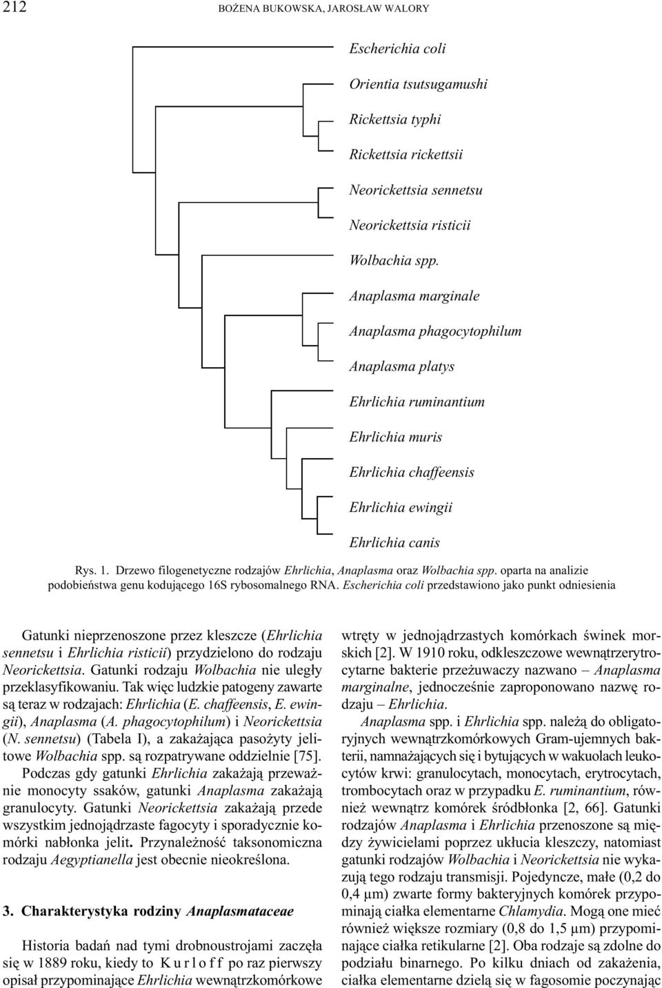 Drzewo filogenetyczne rodzajów Ehrlichia, Anaplasma oraz Wolbachia spp. oparta na analizie podobieñstwa genu koduj¹cego 16S rybosomalnego RNA.