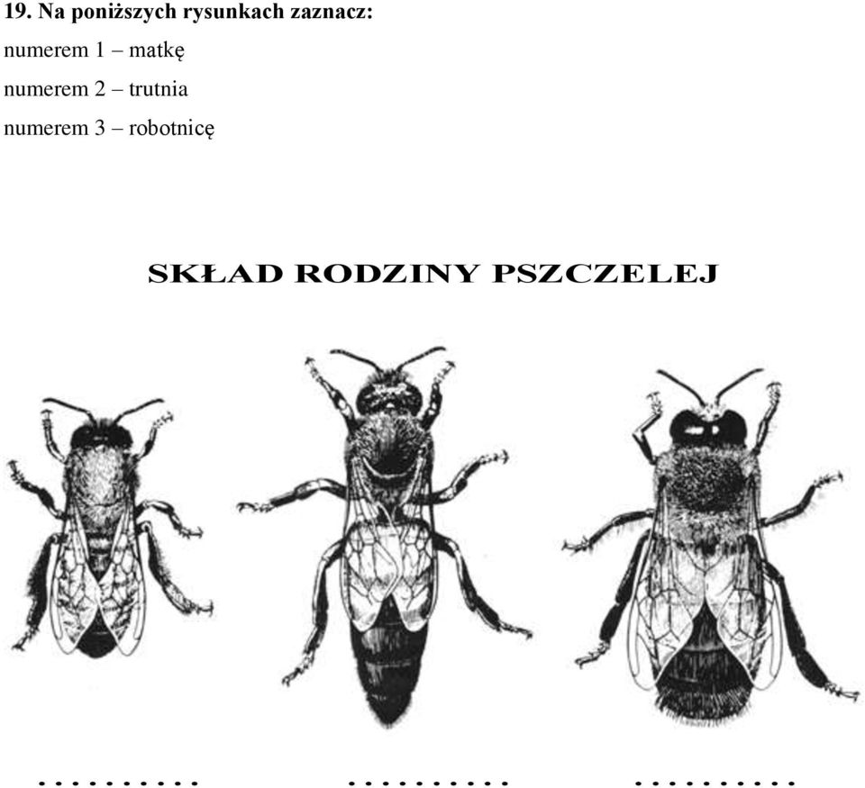 trutnia numerem 3 robotnicę SKŁAD