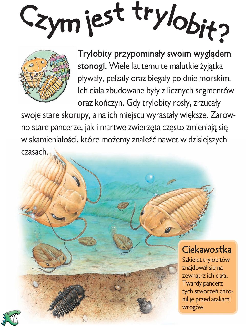 Gdy trylobity rosły, zrzucały swoje stare skorupy, a na ich miejscu wyrastały większe.