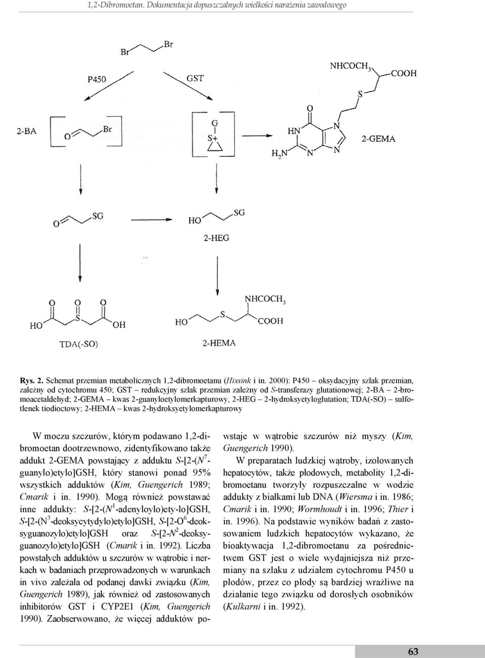 2-guanyloetylomerkapturowy, 2-HEG 2-hydroksyetyloglutation; TDA(-SO) sulfotlenek tiodioctowy; 2-HEMA kwas 2-hydroksyetylomerkapturowy W moczu szczurów, którym podawano 1,2-dibromoetan dootrzewnowo,