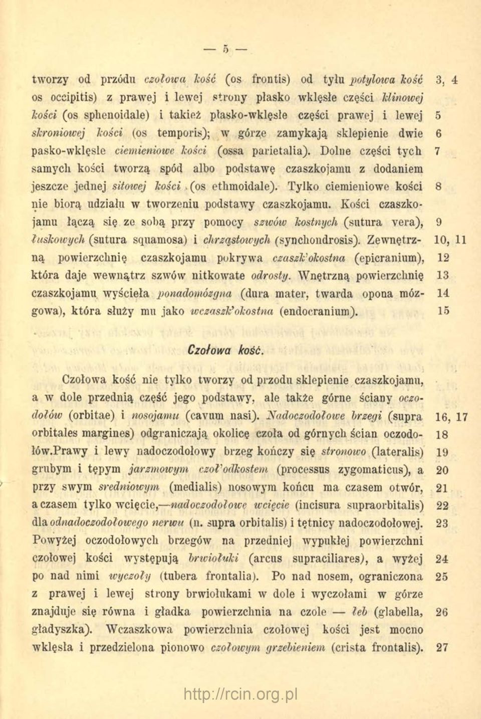 Dolne części tych 7 samych kości tworzą spód albo podstawę czaszkojamu z dodaniem jeszcze jednej sitowej kości. (os ethmoidale).