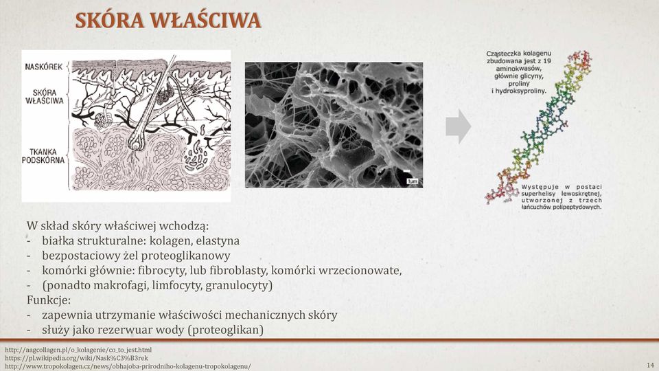 zapewnia utrzymanie właściwości mechanicznych skóry - służy jako rezerwuar wody (proteoglikan) http://aagcollagen.