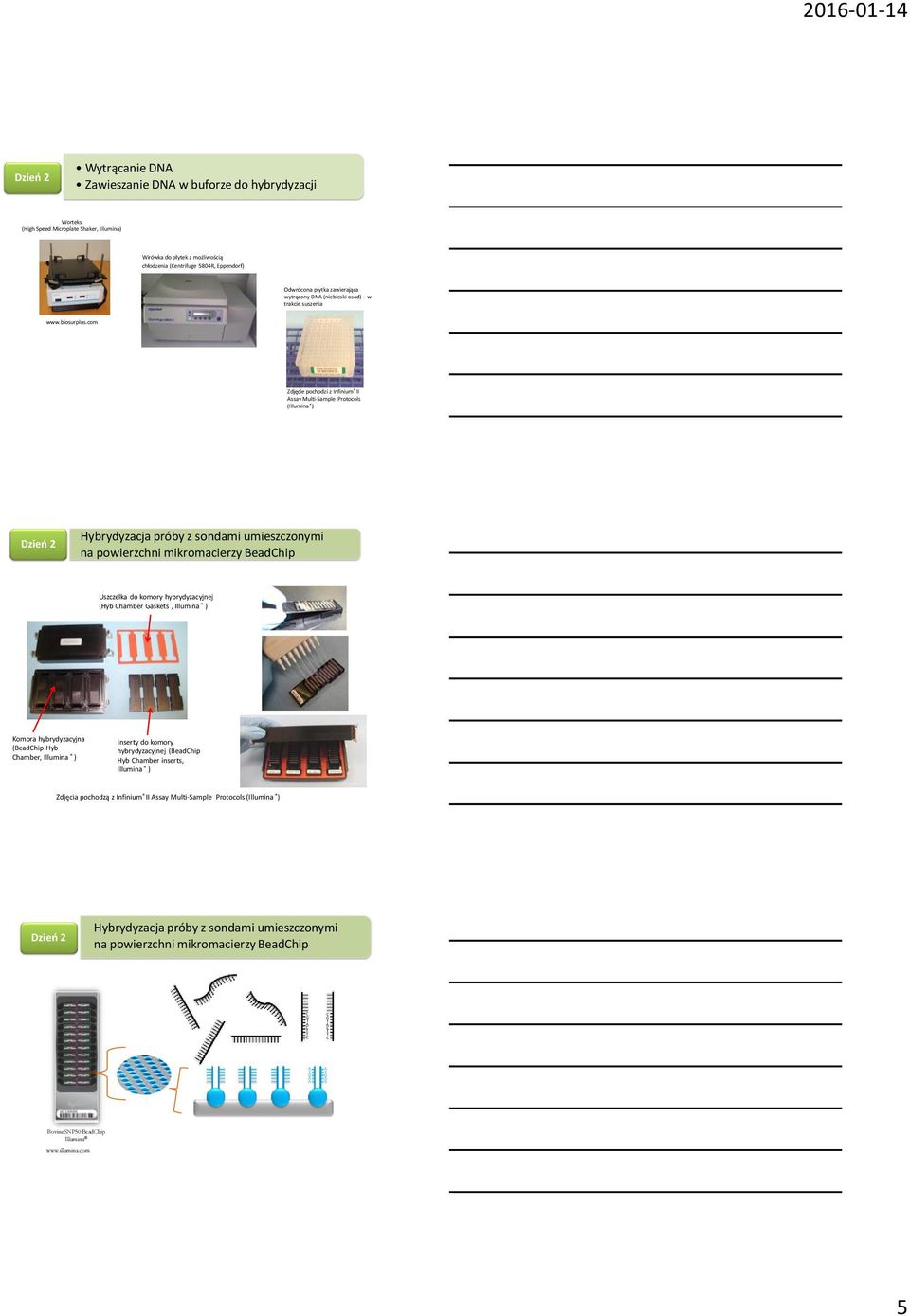 com Zdjęcie pochodzi z Infinium II ssay Multi-Sample Protocols (Illumina ) Dzień 2 Hybrydyzacja próby z sondami umieszczonymi na powierzchni mikromacierzy Beadhip Uszczelka do komory hybrydyzacyjnej