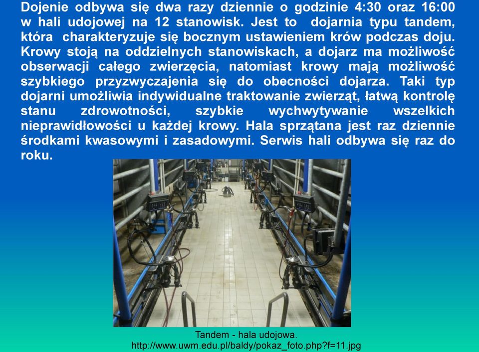 Krowy stoją na oddzielnych stanowiskach, a dojarz ma możliwość obserwacji całego zwierzęcia, natomiast krowy mają możliwość szybkiego przyzwyczajenia się do obecności dojarza.