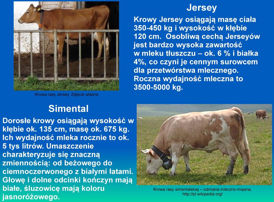 Roczna wydajność mleczna to 3500-5000 kg. Simental Dorosłe krowy osiągają wysokość w kłębie ok. 135 cm, masę ok. 675 kg. Ich wydajność mleka rocznie to ok. 5 tys litrów.