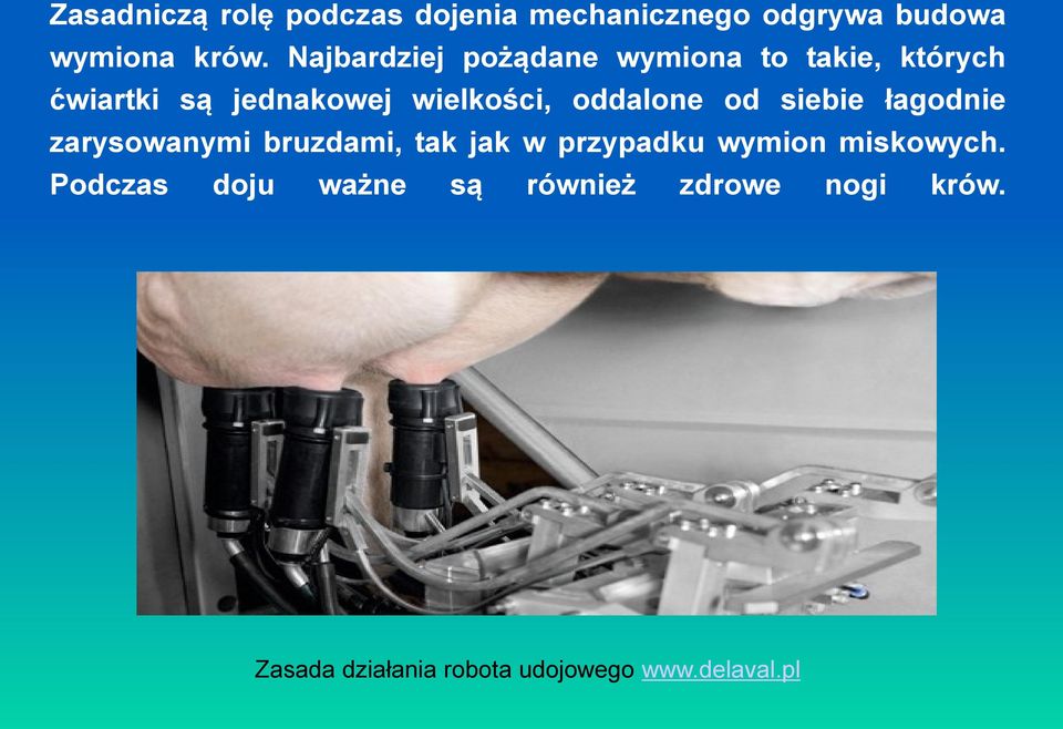 oddalone od siebie łagodnie zarysowanymi bruzdami, tak jak w przypadku wymion