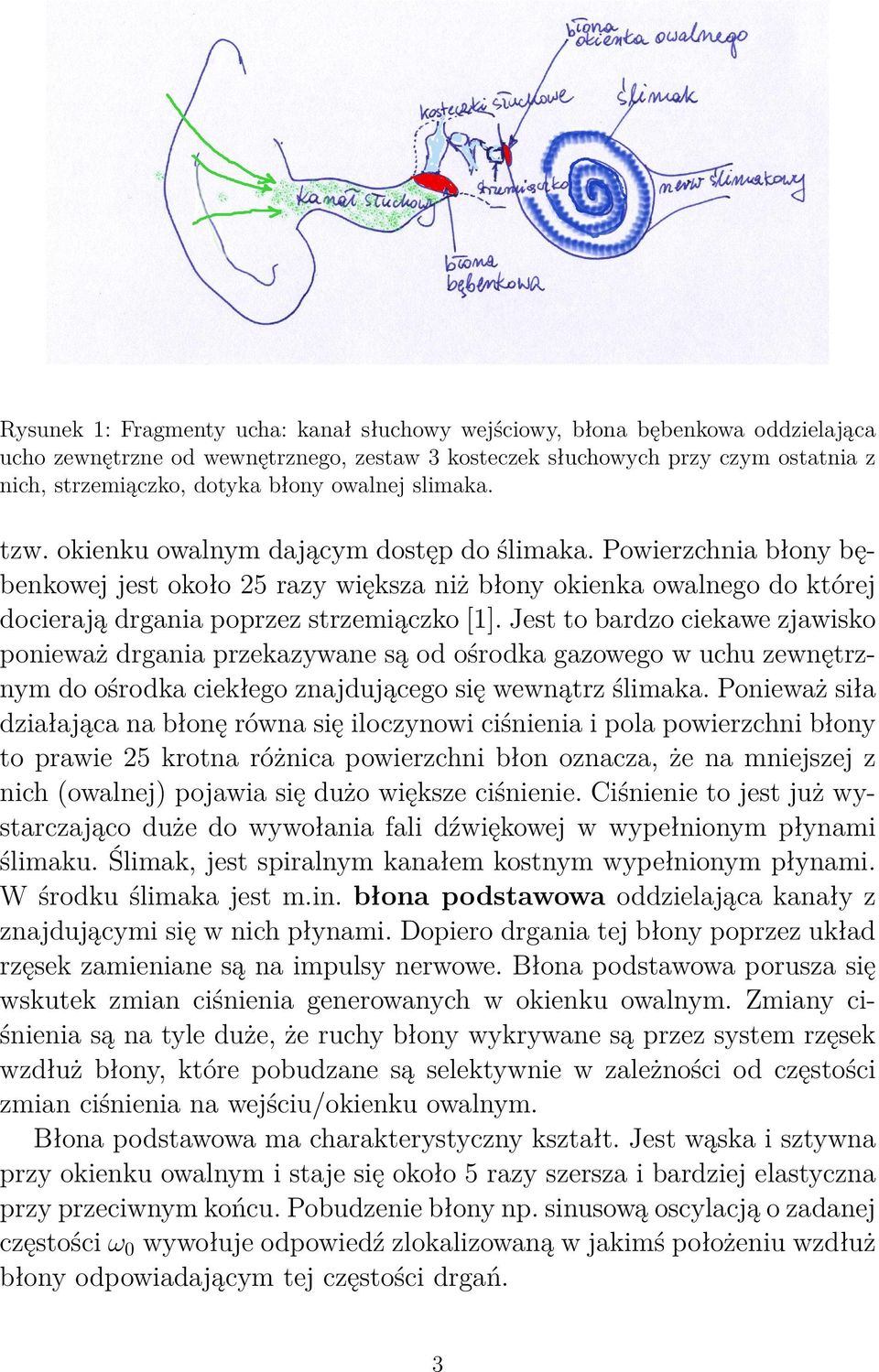 Powierzchnia błony bębenkowej jest około 25 razy większa niż błony okienka owalnego do której docierają drgania poprzez strzemiączko [1].