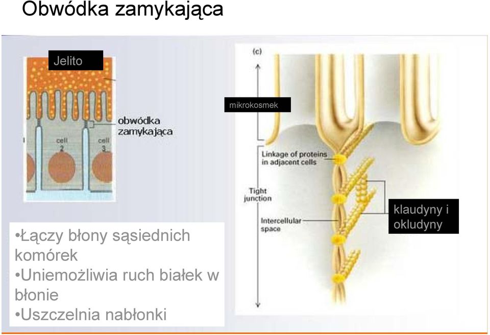 komórek Uniemożliwia ruch białek w