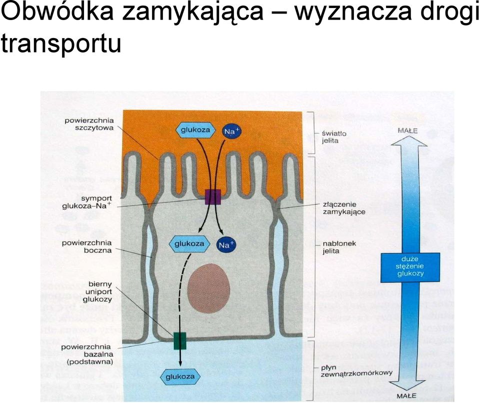 wyznacza