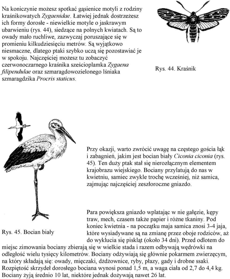 Są wyjątkowo niesmaczne, dlatego ptaki szybko uczą się pozostawiać je w spokoju.