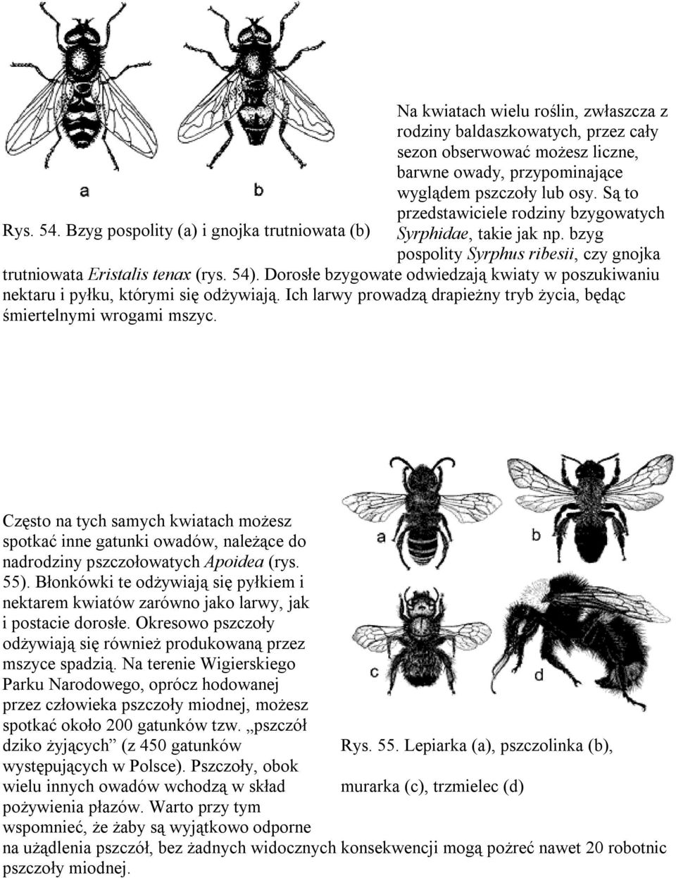 54). Dorosłe bzygowate odwiedzają kwiaty w poszukiwaniu nektaru i pyłku, którymi się odżywiają. Ich larwy prowadzą drapieżny tryb życia, będąc śmiertelnymi wrogami mszyc.