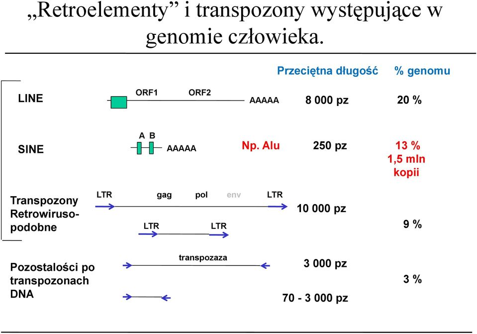Np. Alu 250 pz 13 % 1,5 mln kopii Transpozony Retrowirusopodobne LTR gag pol