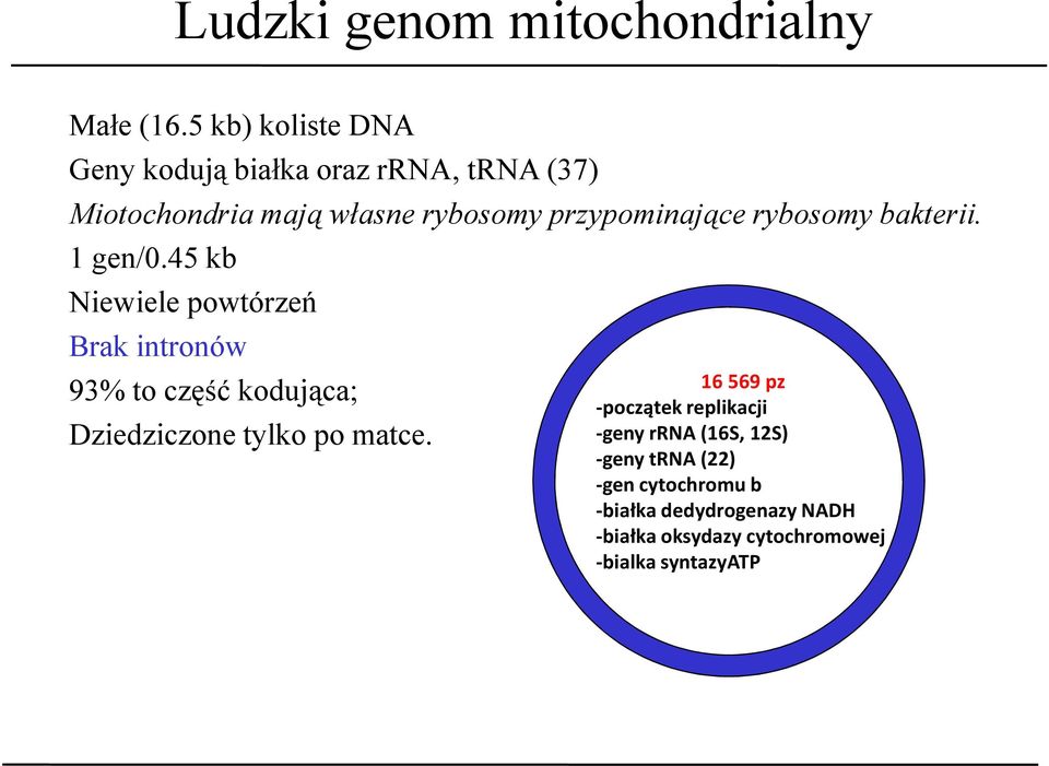 przypominające rybosomy bakterii. 1 gen/0.