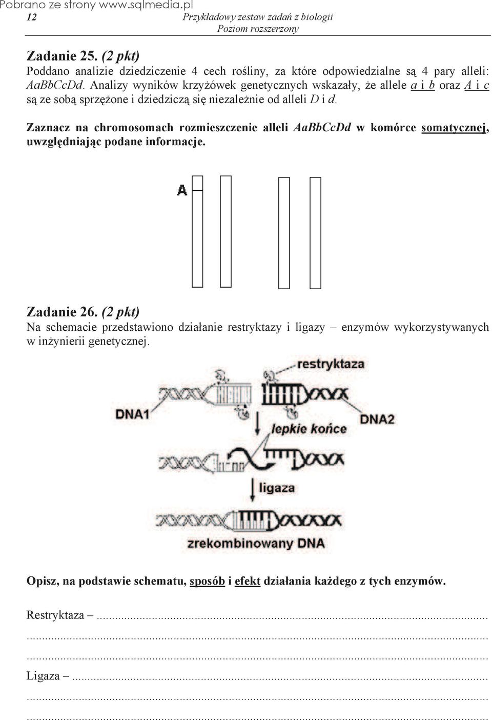 Zaznacz na chromosomach rozmieszczenie alleli AaBbCcDd w komórce somatycznej, uwzgl dniaj c podane informacje. Zadanie 26.