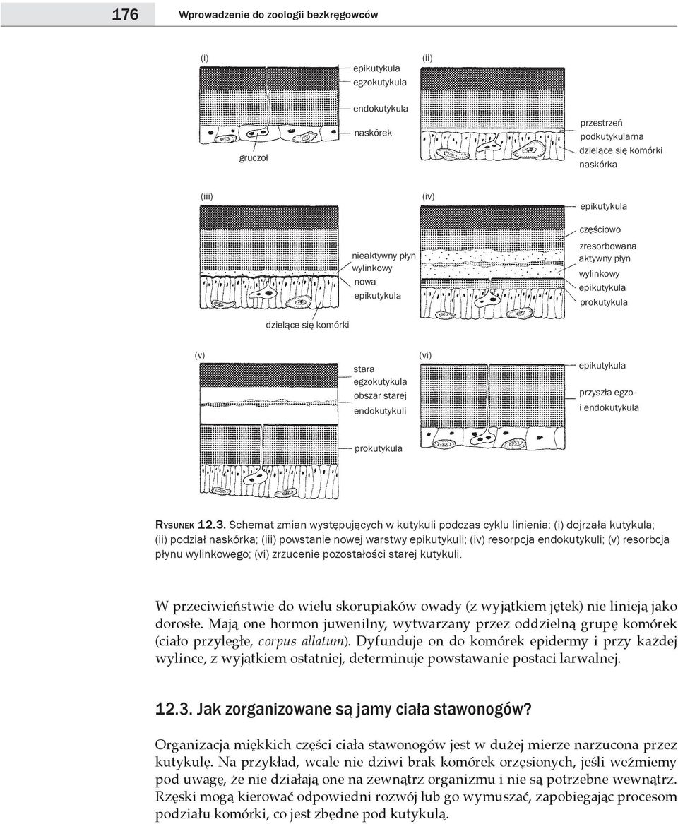 Schemat zmian występujących w kutykuli podczas cyklu linienia: (i) dojrzała kutykula; (ii) podział naskórka; (iii) powstanie nowej warstwy epikutykuli; (iv) resorpcja endokutykuli; (v) resorbcja