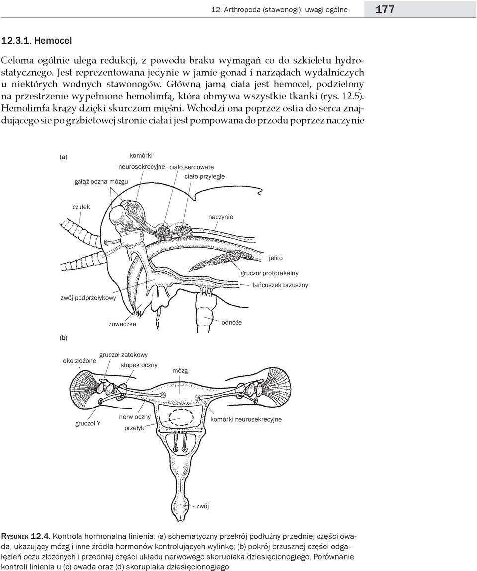 Główną jamą ciała jest hemocel, podzielony na przestrzenie wypełnione hemolimfą, która obmywa wszystkie tkanki (rys. 12.5). Hemolimfa krąży dzięki skurczom mięśni.