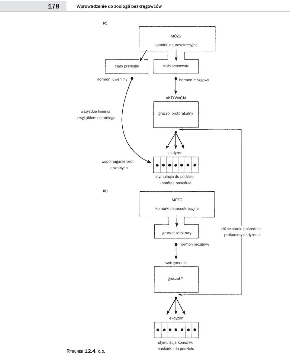 larwalnych (d) stymulacja do podziału komórek naskórka MÓZG komórki neurosekrecyjne gruczoł zatokowy różne stadia