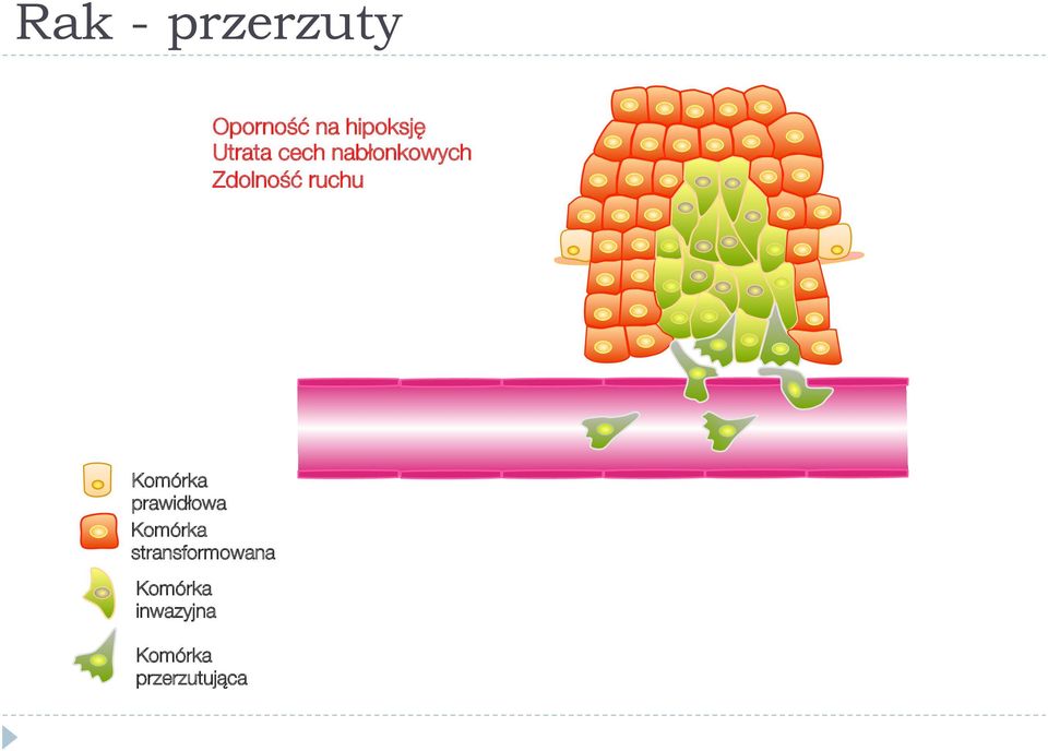 Komórka prawidłowa Komórka