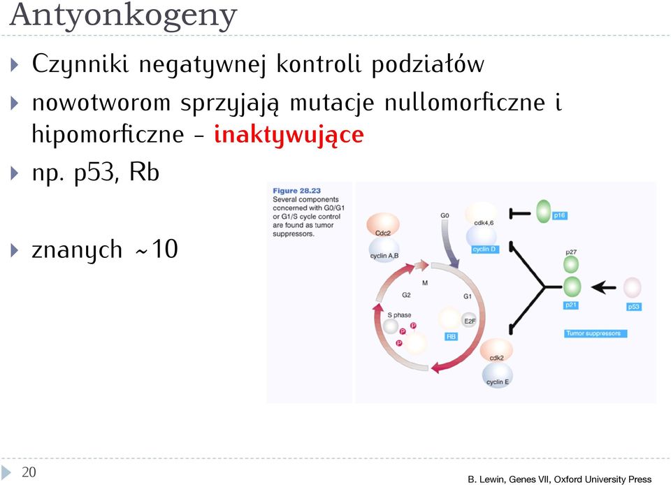 nullomorficzne i hipomorficzne - inaktywujące } np.