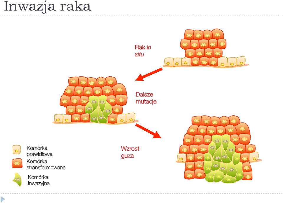 prawidłowa Komórka