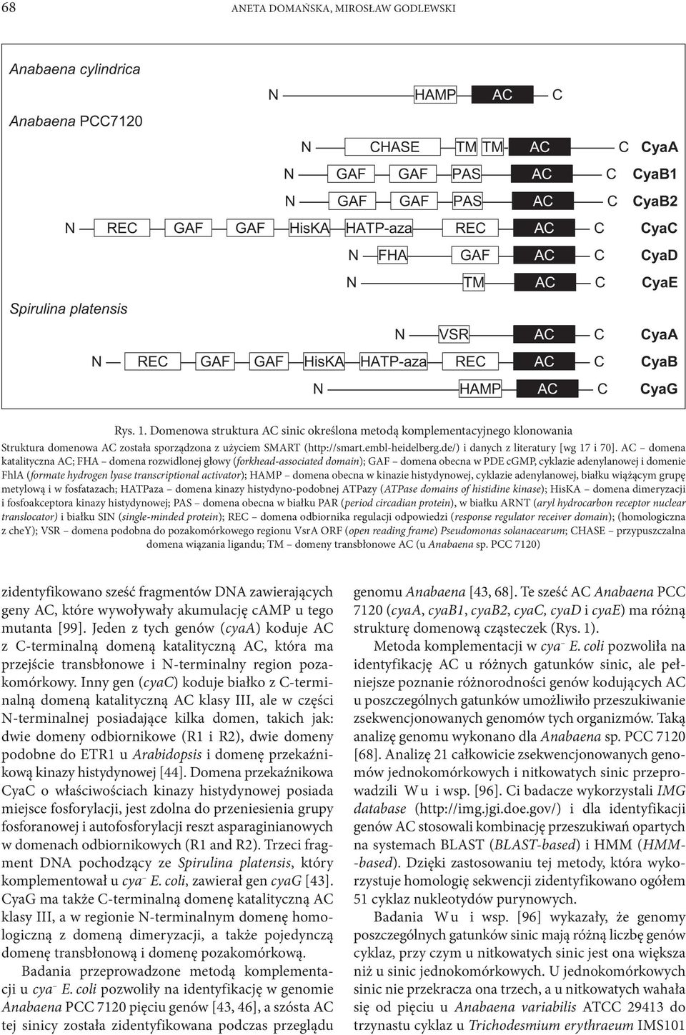 AC domena katalityczna AC; FHA domena rozwidlonej głowy (forkhead-associated domain); GAF domena obecna w PDE cgmp, cyklazie adenylanowej i domenie FhlA (formate hydrogen lyase transcriptional