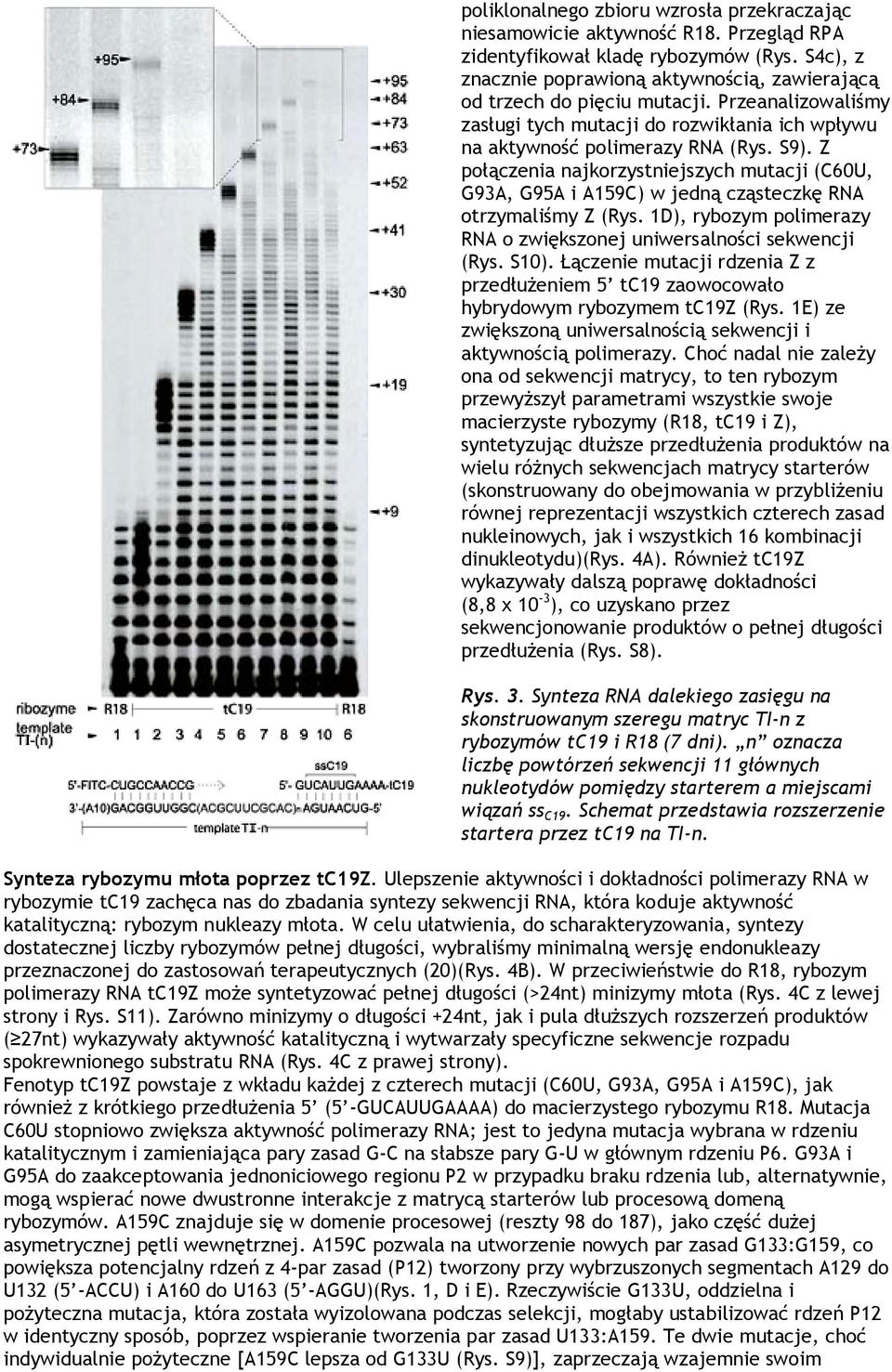 Z połączenia najkorzystniejszych mutacji (C60U, G93A, G95A i A159C) w jedną cząsteczkę RNA otrzymaliśmy Z (Rys. 1D), rybozym polimerazy RNA o zwiększonej uniwersalności sekwencji (Rys. S10).