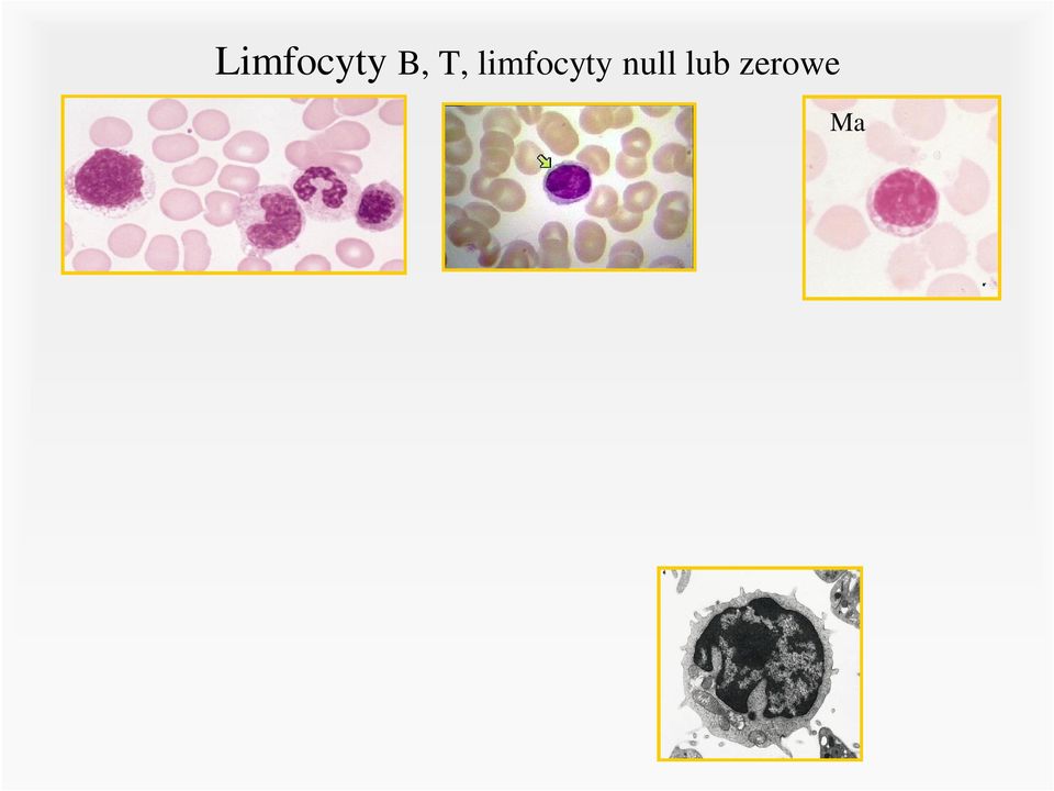 błon śluzowych i śledziona) Limfocyty B Powstają w szpiku Stanowią 30% wszystkich limfocytów Jako komórki plazmatyczne wytwarzają przeciwciała