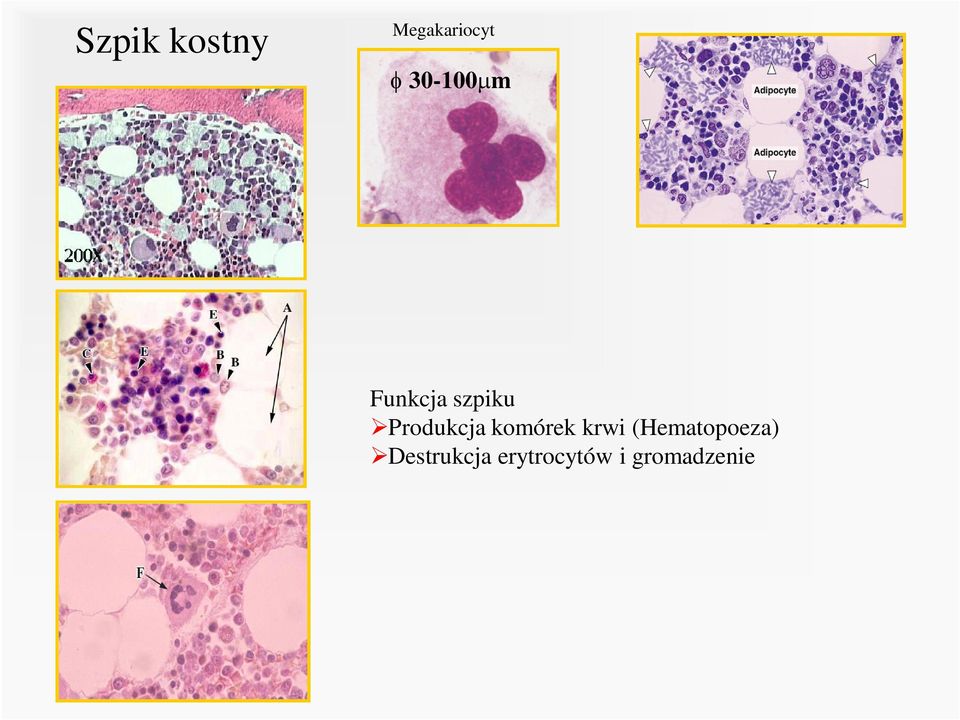 żelaza (hemoglobina) Hematopoeza powstawanie i dojrzewanie komórek