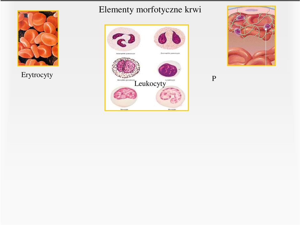 Obojętnochłonne (neutrofile) Limfocyty