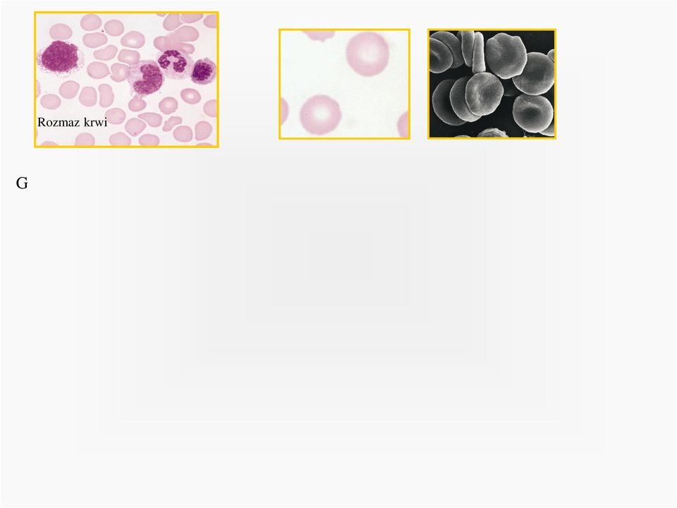 120 dni (eliminacja w śledzionie i wątrobie). Erytrocyt woreczek z hemoglobiną + O 2 (oksyhemoglobina); + CO 2 (karbohemoglobina).