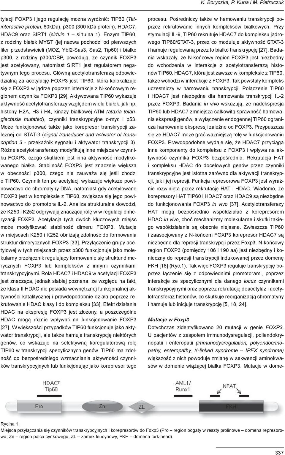 acetylowany, natomiast SIRT1 jest regulatorem negatywnym tego procesu.