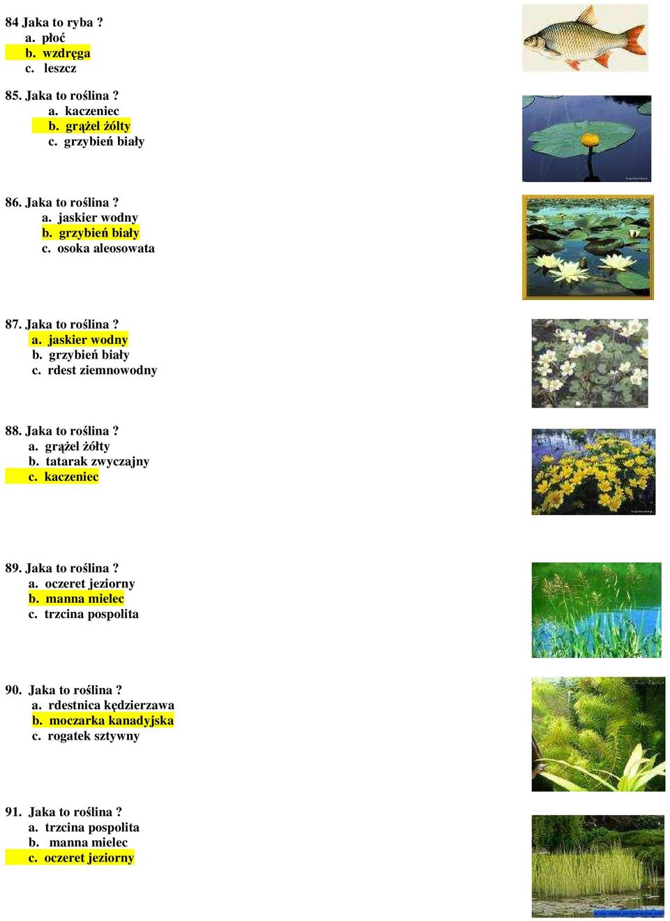 tatarak zwyczajny c. kaczeniec 89. Jaka to roślina? a. oczeret jeziorny b. manna mielec c. trzcina pospolita 90. Jaka to roślina? a. rdestnica kędzierzawa b.