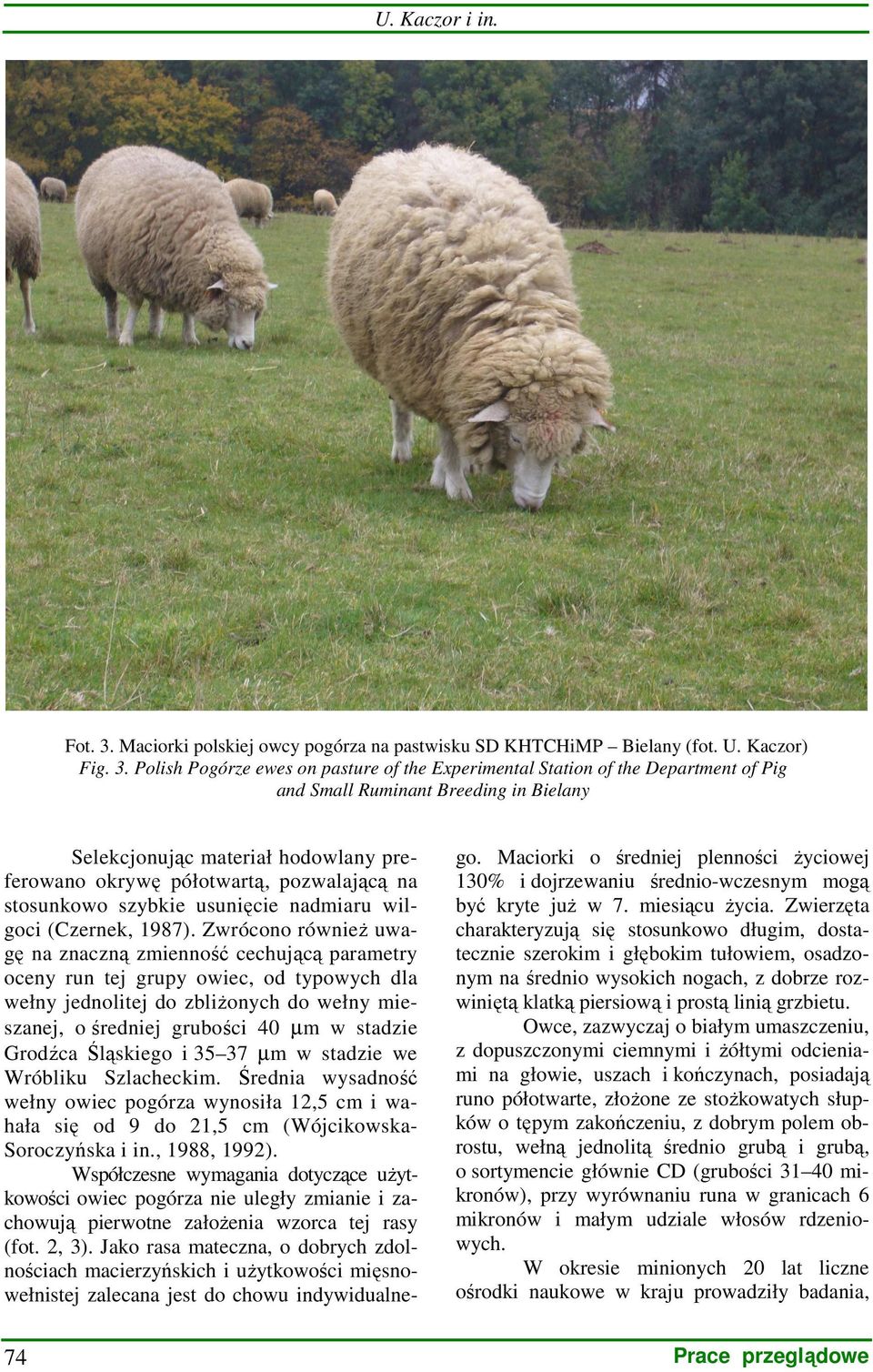 Polish Pogórze ewes on pasture of the Experimental Station of the Department of Pig and Small Ruminant Breeding in Bielany Selekcjonując materiał hodowlany preferowano okrywę półotwartą, pozwalającą