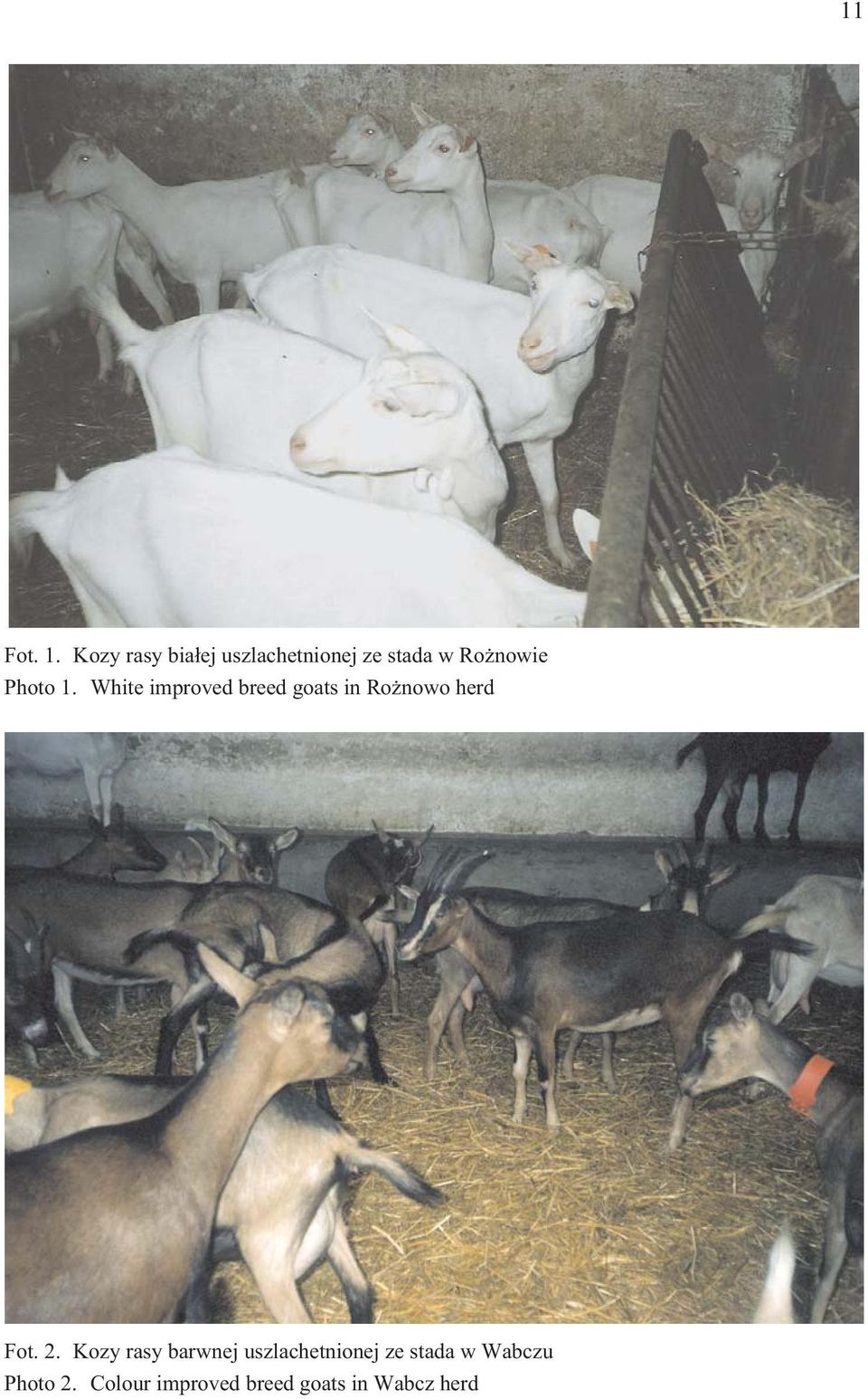 Photo 1. White improved breed goats in Ro nowo herd Fot.