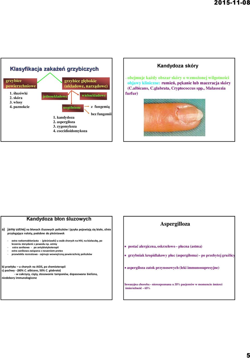 albicans, C.glabrata, Cryptococcus spp.