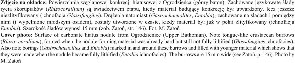 Dr¹ enia natomiast (Gastrochaenolites, Entobia), zachowane na œladach i pomiêdzy nimi (i wype³nione m³odszym osadem), zosta³y utworzone w czasie, kiedy materia³ by³ ju w pe³ni zlityfikowany