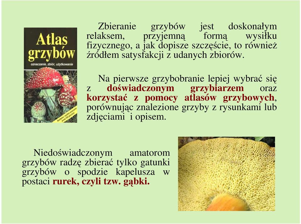 Na pierwsze grzybobranie lepiej wybrać się z doświadczonym grzybiarzem oraz korzystać z pomocy atlasów grzybowych,