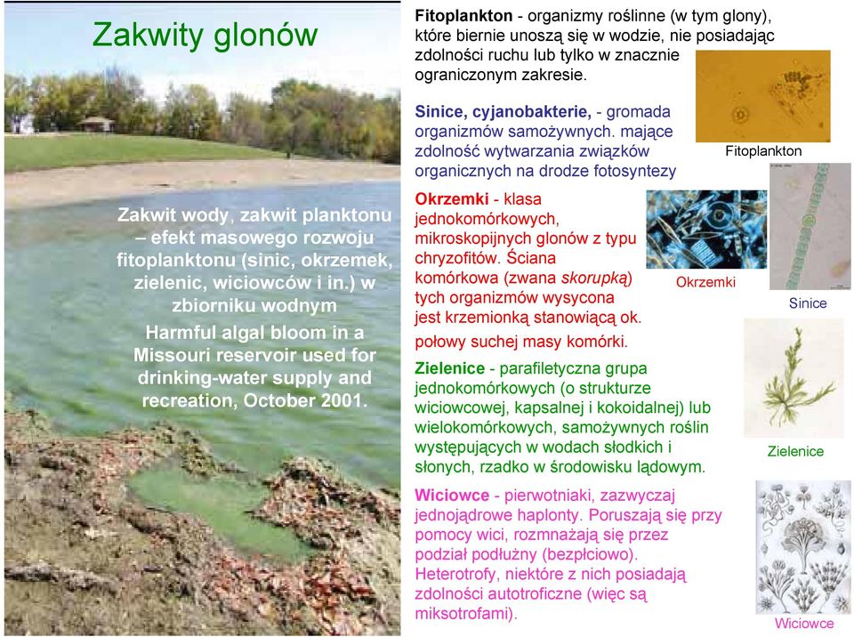 mające zdolność wytwarzania związków organicznych na drodze fotosyntezy Fitoplankton Zakwit wody, zakwit planktonu efekt masowego rozwoju fitoplanktonu (sinic, okrzemek, zielenic, wiciowców i in.