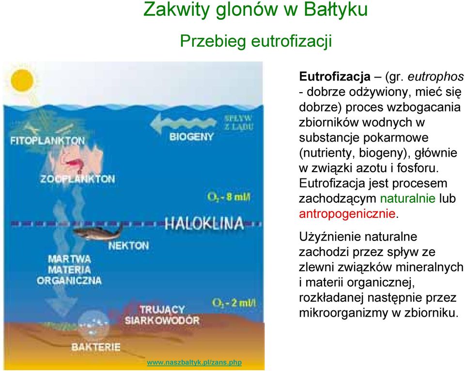 biogeny), głównie w związki azotu i fosforu. Eutrofizacja jest procesem zachodzącym naturalnie lub antropogenicznie.