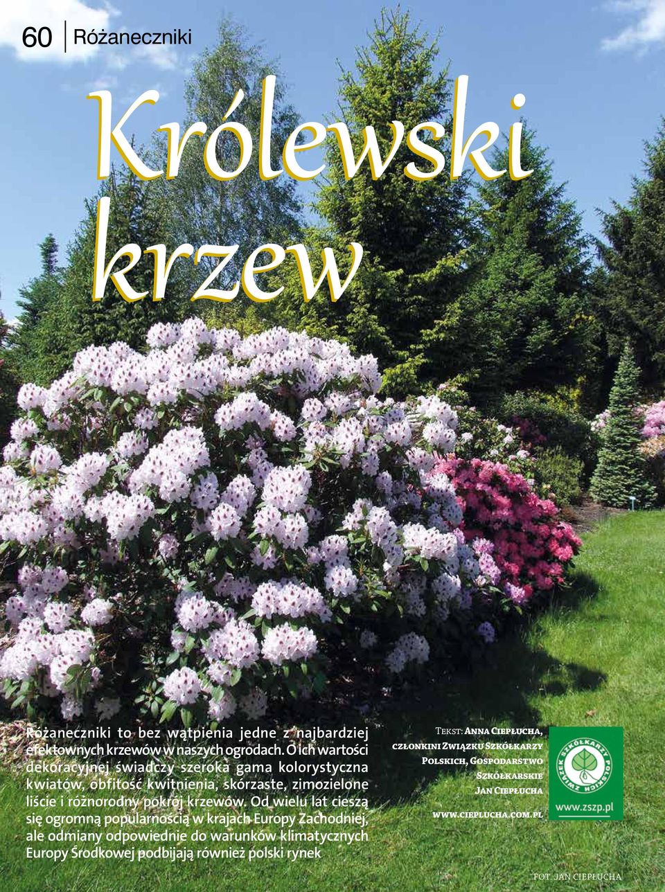 pokrój krzewów.