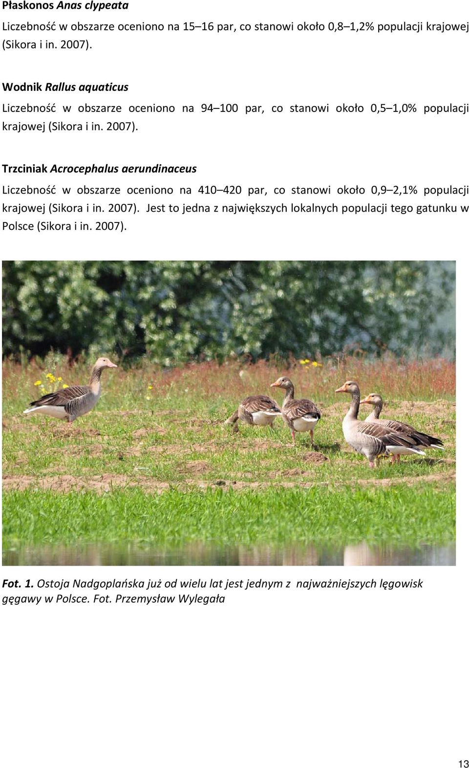 Trzciniak Acrocephalus aerundinaceus Liczebność w obszarze oceniono na 410 420 par, co stanowi około 0,9 2,1% populacji krajowej (Sikora i in. 2007).