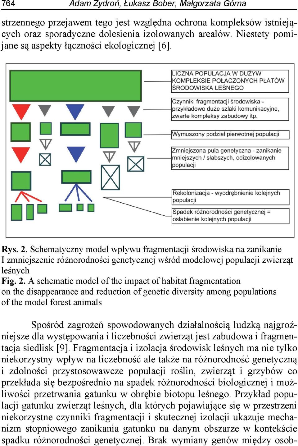 Schematyczny model wpływu fragmentacji środowiska na zanikanie I zmniejszenie różnorodności genetycznej wśród modelowej populacji zwierząt leśnych Fig. 2.