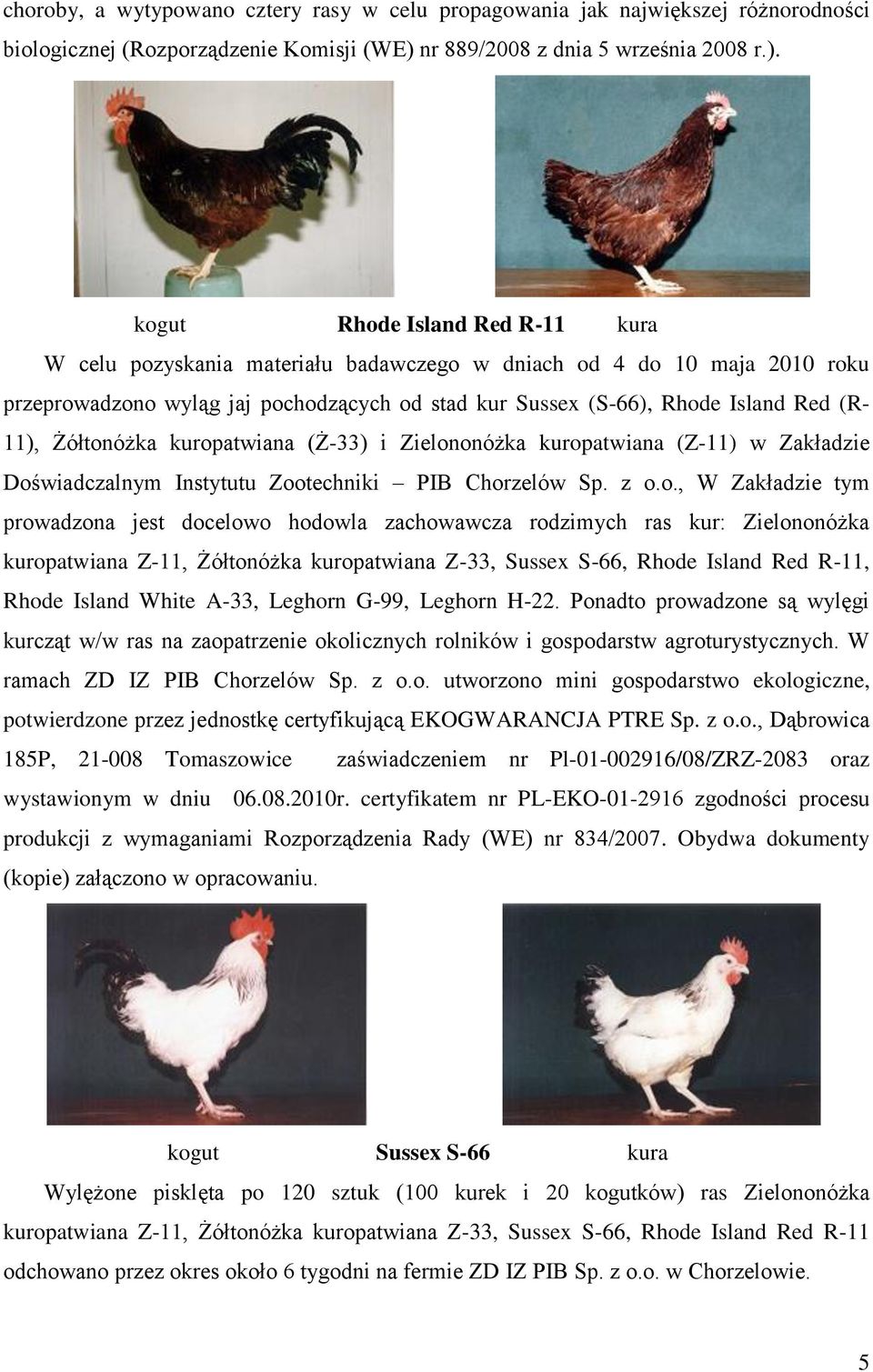 kogut Rhode Island Red R-11 kura W celu pozyskania materiału badawczego w dniach od 4 do 10 maja 2010 roku przeprowadzono wyląg jaj pochodzących od stad kur Sussex (S-66), Rhode Island Red (R- 11),