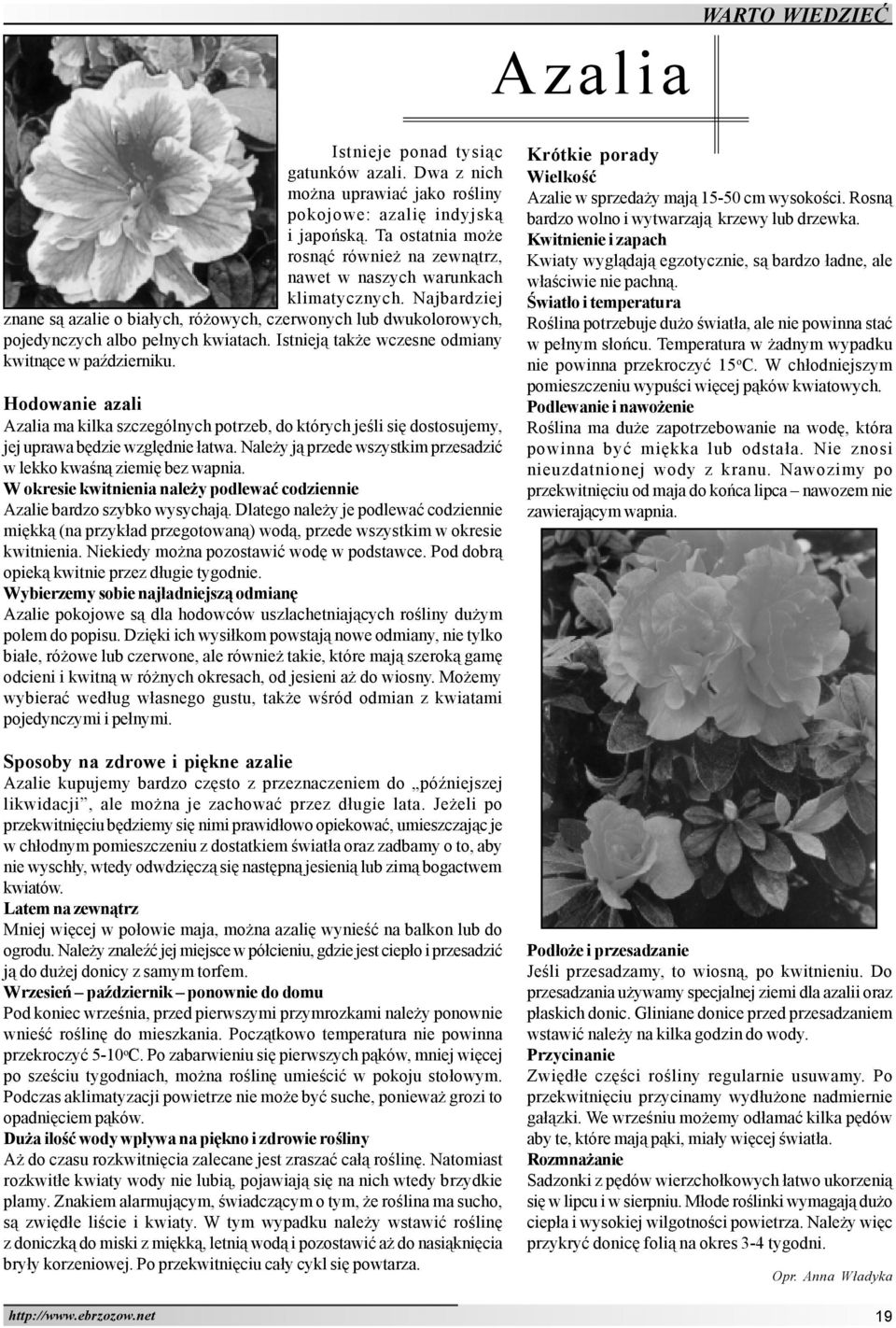 Istniej¹ tak e wczesne odmiany kwitn¹ce w paÿdzierniku. Hodowanie azali Azalia ma kilka szczególnych potrzeb, do których jeœli siê dostosujemy, jej uprawa bêdzie wzglêdnie ³atwa.