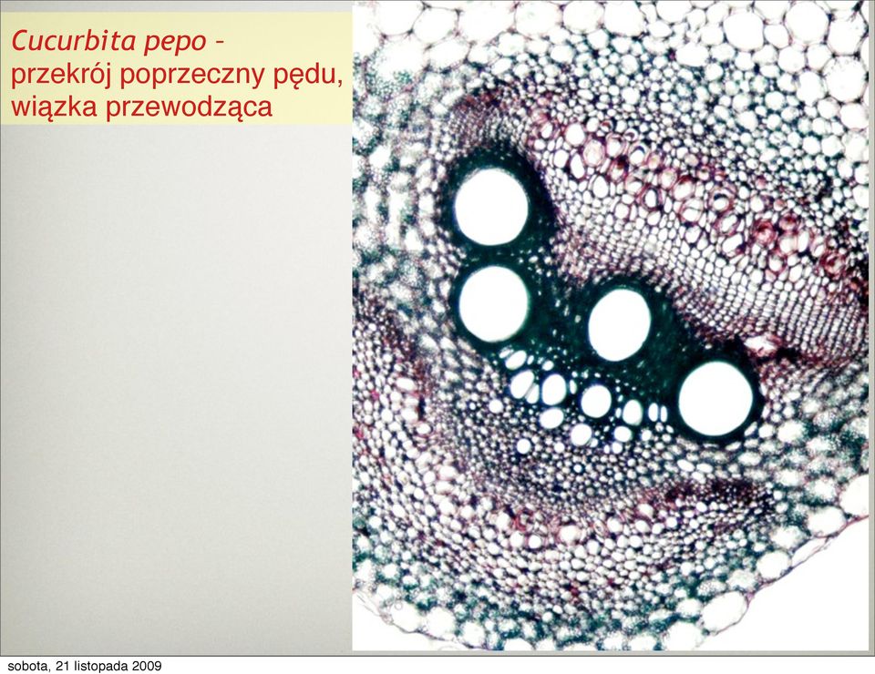 poprzeczny